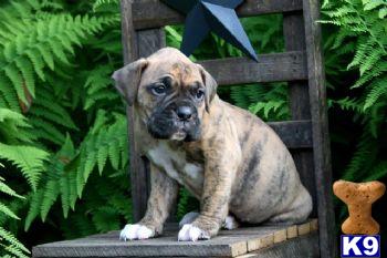 Puppies in PA